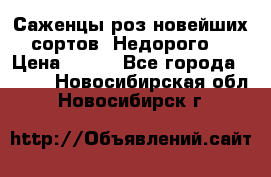 Саженцы роз новейших сортов. Недорого. › Цена ­ 350 - Все города  »    . Новосибирская обл.,Новосибирск г.